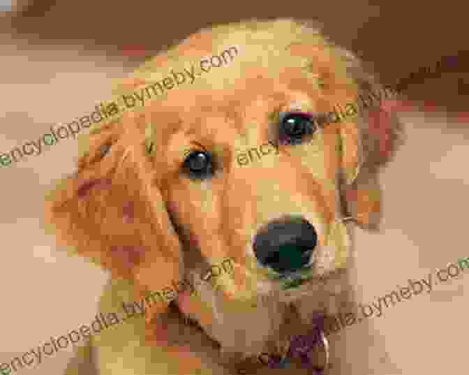 A Beautiful Golden Retriever Named Ezra, With A Loving Expression In His Eyes. Bonded With Ezra (Love Unaccounted 3)