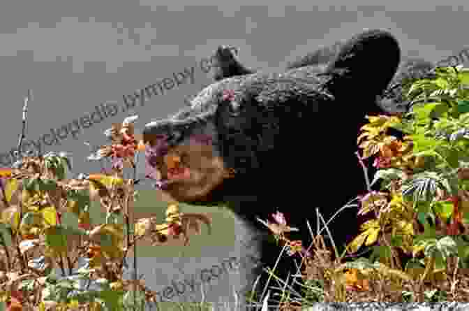 A Black Bear Foraging For Berries Hiking The West Coast Of Vancouver Island: An Updated And Comprehensive Trail Guide