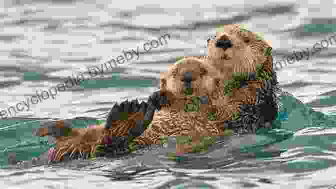 A Family Of Sea Otters Floating In The Water Hiking The West Coast Of Vancouver Island: An Updated And Comprehensive Trail Guide