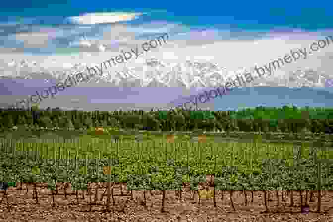 A Group Of Winemakers Standing In A Vineyard In Mendoza, Argentina Conversations With Winemakers: Mendoza Argentina