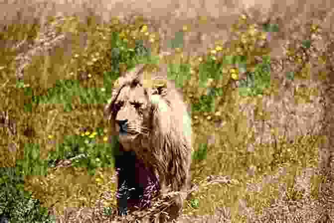 A Majestic Lion Prowling The African Savanna My First 100 Animals And Birds