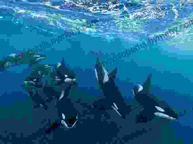 A Pod Of Orcas Swimming In The Ocean Hiking The West Coast Of Vancouver Island: An Updated And Comprehensive Trail Guide