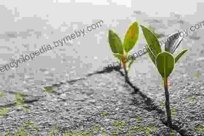 A Resilient Plant Emerging From A Crack In The Sidewalk, Symbolizing Nature's Strength And The Importance Of Resilience Rosemary Verey: The Life Lessons Of A Legendary Gardener