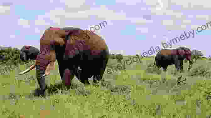 An Elephant Family Roaming The African Savanna My First 100 Animals And Birds