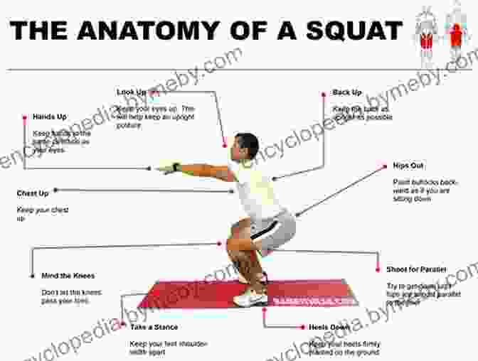 Anatomical Diagram Of The Squat The Squat Bible: The Ultimate Guide To Mastering The Squat And Finding Your True Strength