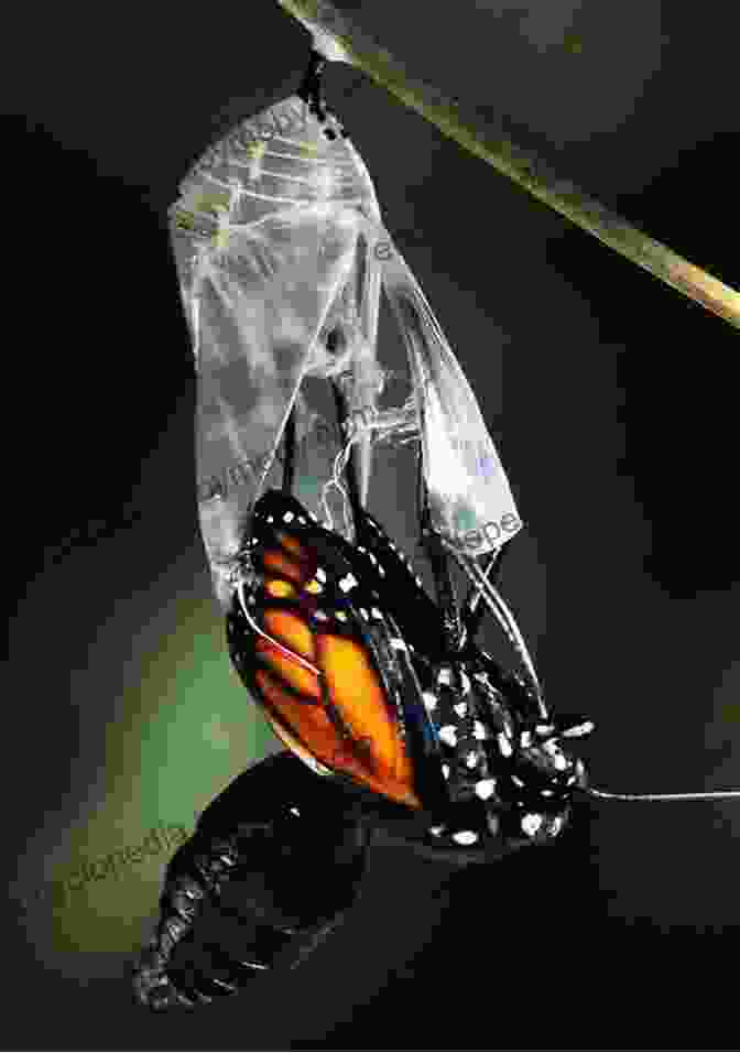 Beginning The Road To Brown Book Cover Featuring A Brown Butterfly Emerging From A Chrysalis Beginning The Road To Brown