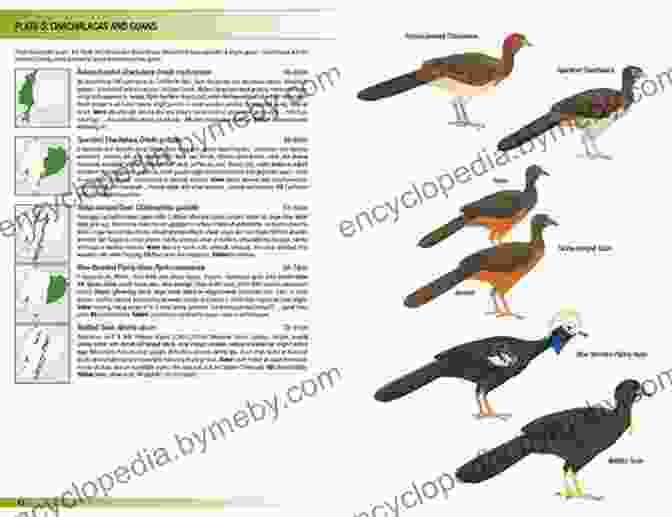 Birds Of Ecuador: Helm Field Guides By Nick Athanas And Robin Restall Birds Of Ecuador (Helm Field Guides)