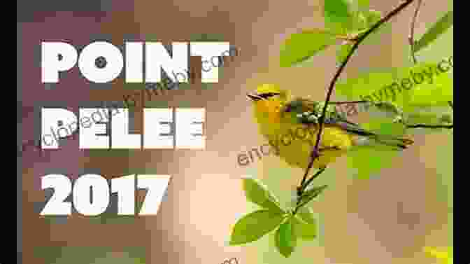 Birdwatching In Point Pelee National Park Best Places To Bird In Ontario