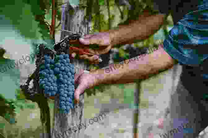 Champagne Grapes Being Harvested By Hand The Business Of Champagne: A Delicate Balance (Routledge Studies Of Gastronomy Food And Drink)