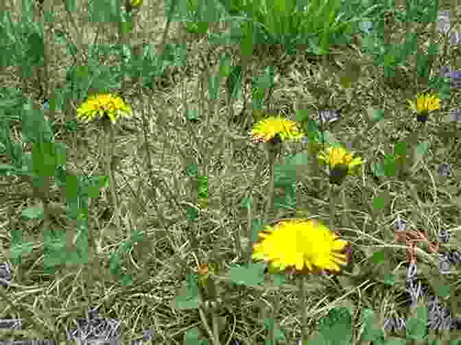 Dandelion, A Common Edible Wild Plant The Forager S Harvest: A Guide To Identifying Harvesting And Preparing Edible Wild Plants