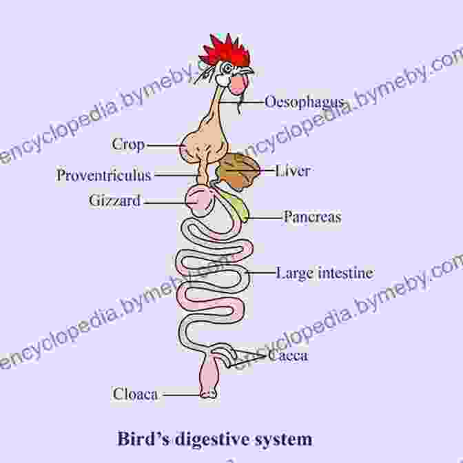 Detailed Diagram Of The Avian Gut Anatomy Avian Gut Function In Health And Disease (Poultry Science Symposium Series)