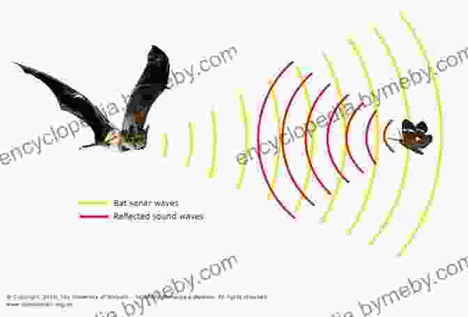 Echolocation Of Bats In Silverwing: The Silverwing Trilogy Silverwing (The Silverwing Trilogy 1)