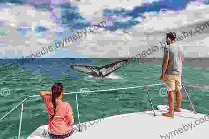 Group Of Tourists On A Boat Watching Whales Breaching In The Ocean Amazing Boat Journeys (Lonely Planet)