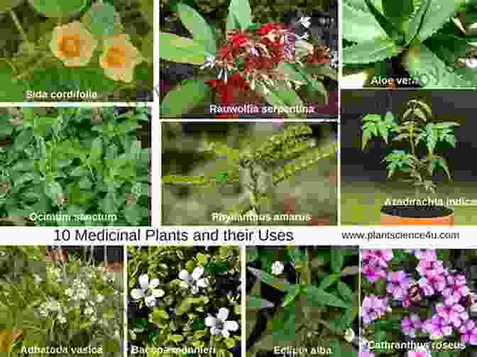 Medicinal Properties Of Wild Plants The Forager S Harvest: A Guide To Identifying Harvesting And Preparing Edible Wild Plants