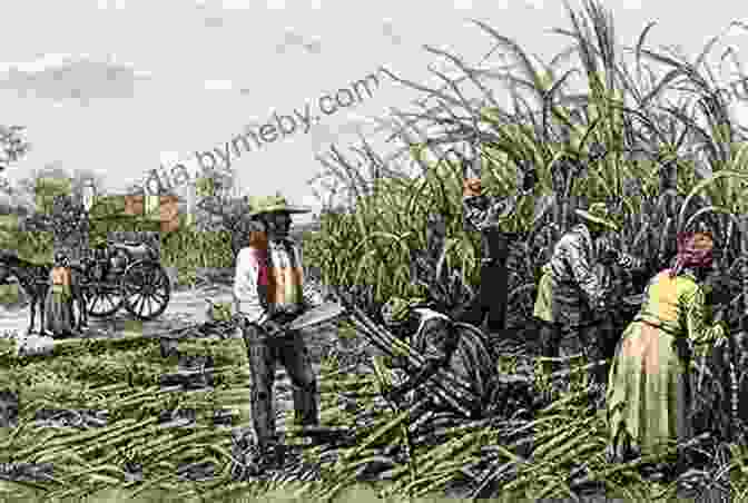 Native Laborers Working In A Sugar Plantation In The Pacific Region Beyond Hawai I: Native Labor In The Pacific World