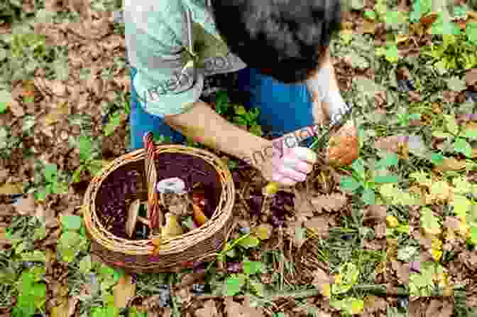 Responsible Foraging Practices The Forager S Harvest: A Guide To Identifying Harvesting And Preparing Edible Wild Plants