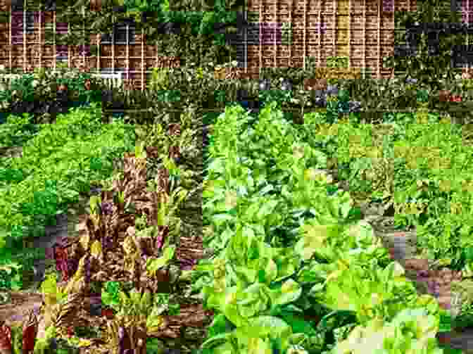 Vibrant Vegetable Garden With Fresh Produce Ruffage: A Practical Guide To Vegetables