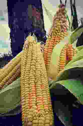 Maize Cobs And Cultures: History Of Zea Mays L